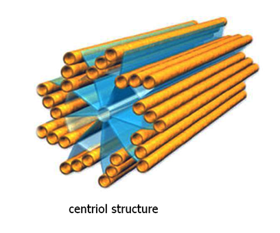 ccentriole