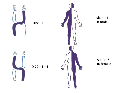 chromosome